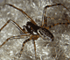 Neriene montana