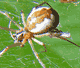Neriene peltata