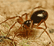 Oedothorax apicatus