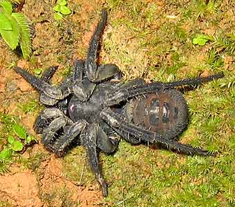 Liphistius malayanus