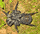 Liphistius malayanus
