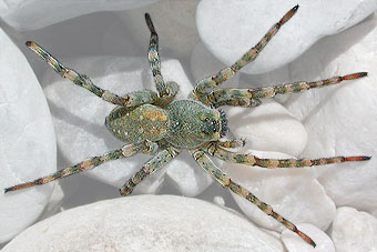 Arctosa cinerea