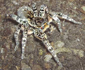 Lycosa singoriensis