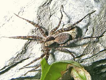 Pardosa lugubris