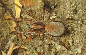 Trochosa terricola