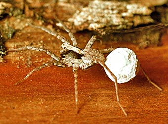 Xerolycosa nemoralis