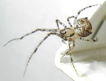 Ero aphana