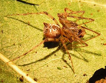 Ero tuberculata