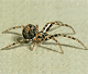Ero furcata