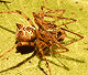 Ero tuberculata