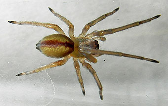 Cheiracanthium erraticum