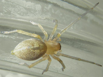 Cheiracanthium mildei