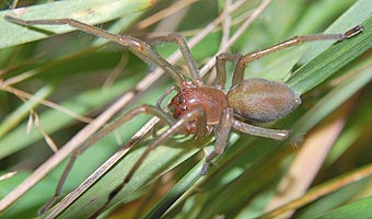 Cheiracanthium punctorium