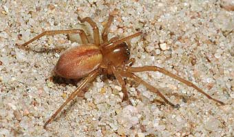 Cheiracanthium virescens