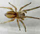 Cheiracanthium erraticum