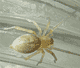 Cheiracanthium mildei