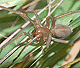 Cheiracanthium punctorium