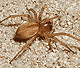 Cheiracanthium virescens
