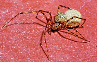 Nesticus cellulanus