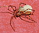 Nesticus cellulanus