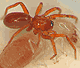 Triaeris stenaspis