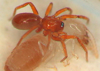 Triaeris stenaspis