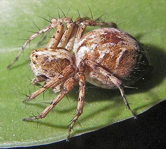 Oxyopes ramosus