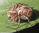Oxyopes ramosus