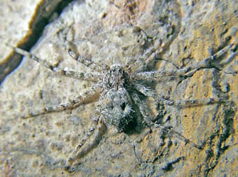 Philodromus aureolus