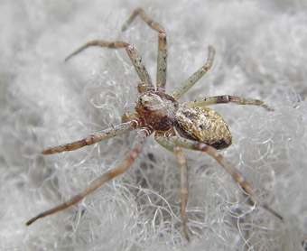 Philodromus cespitum