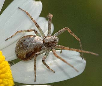 Philodromus dispar