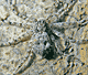 Philodromus aureolus