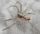 Philodromus cespitum