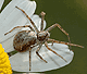 Philodromus dispar