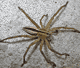Thanatus oblongiusculus