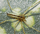 Tibellus oblongus