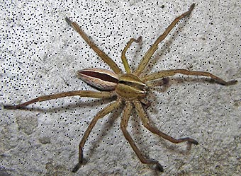 Thanatus oblongiusculus