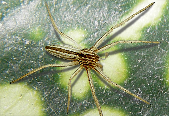 Tibellus oblongus