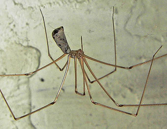 Pholcus phalangoides