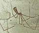 Pholcus phalangoides