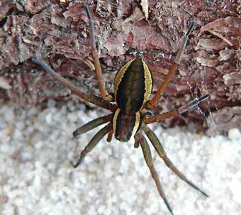Dolomedes fimbriatus