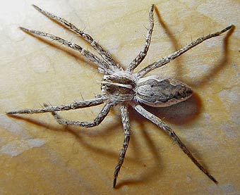 Pisaura mirabilis