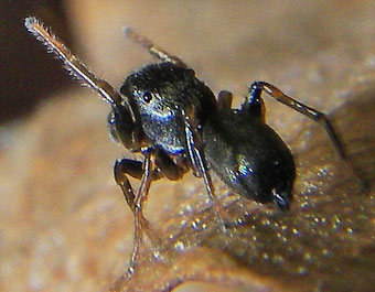Heliophanus cupreus