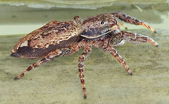 Marpissa muscosa