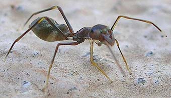 Myrmarachne formicaria