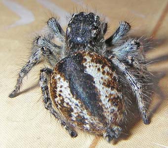 Philaeus chrysops