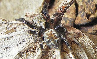 Pseudeuophrys erratica