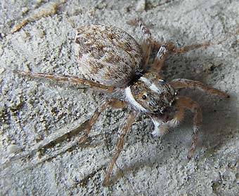 Pseudeuophrys lanigera