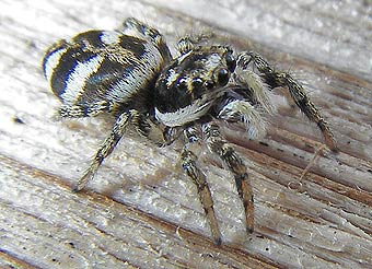 Salticus scenicus