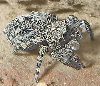 Sitticus pubescens